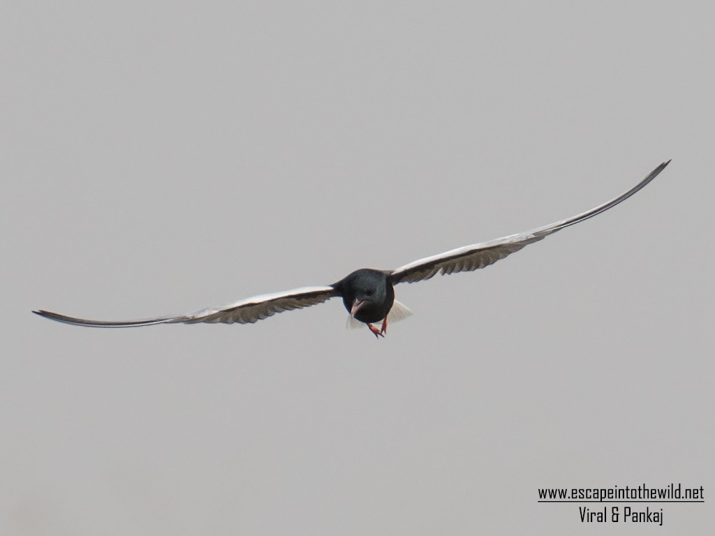White-winged Tern - Pankaj Maheria