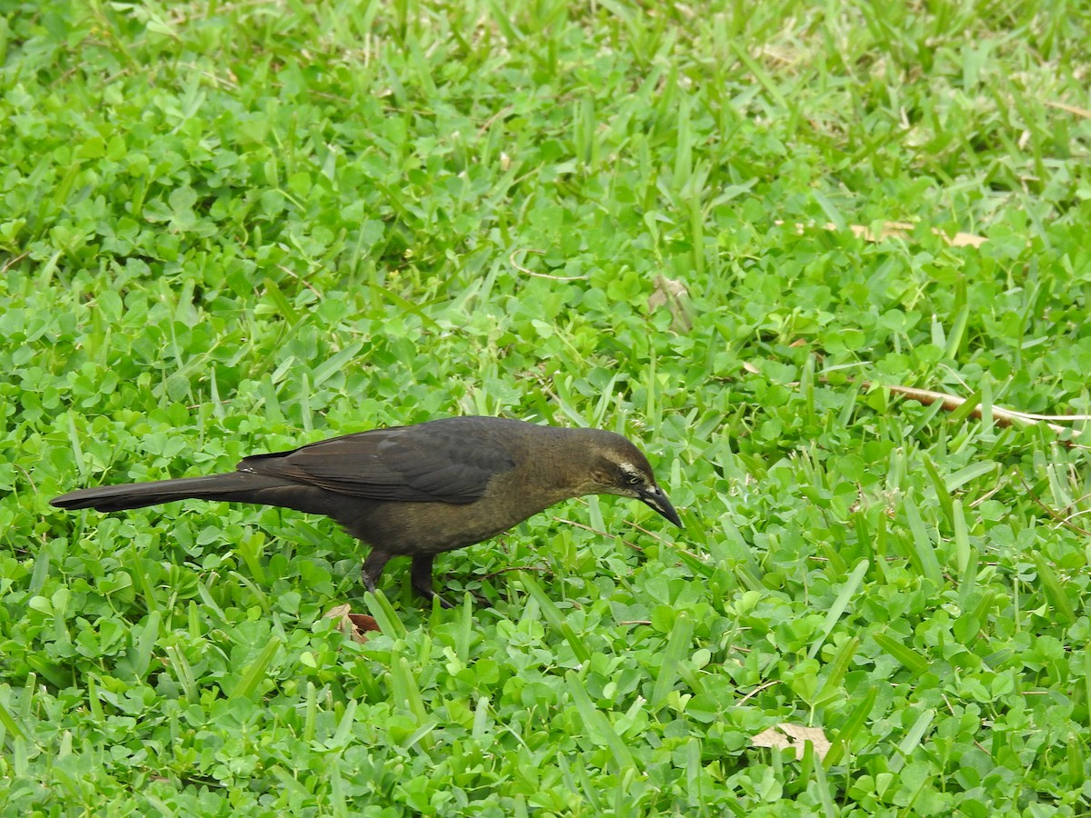 Great-tailed Grackle - ML141693481