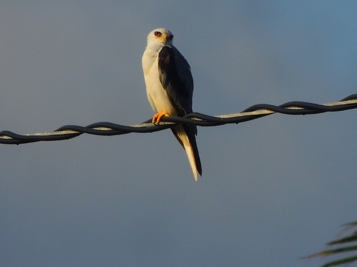 White-tailed Kite - ML141693521