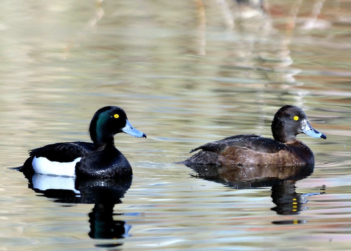 Tufted Duck - ML141693651
