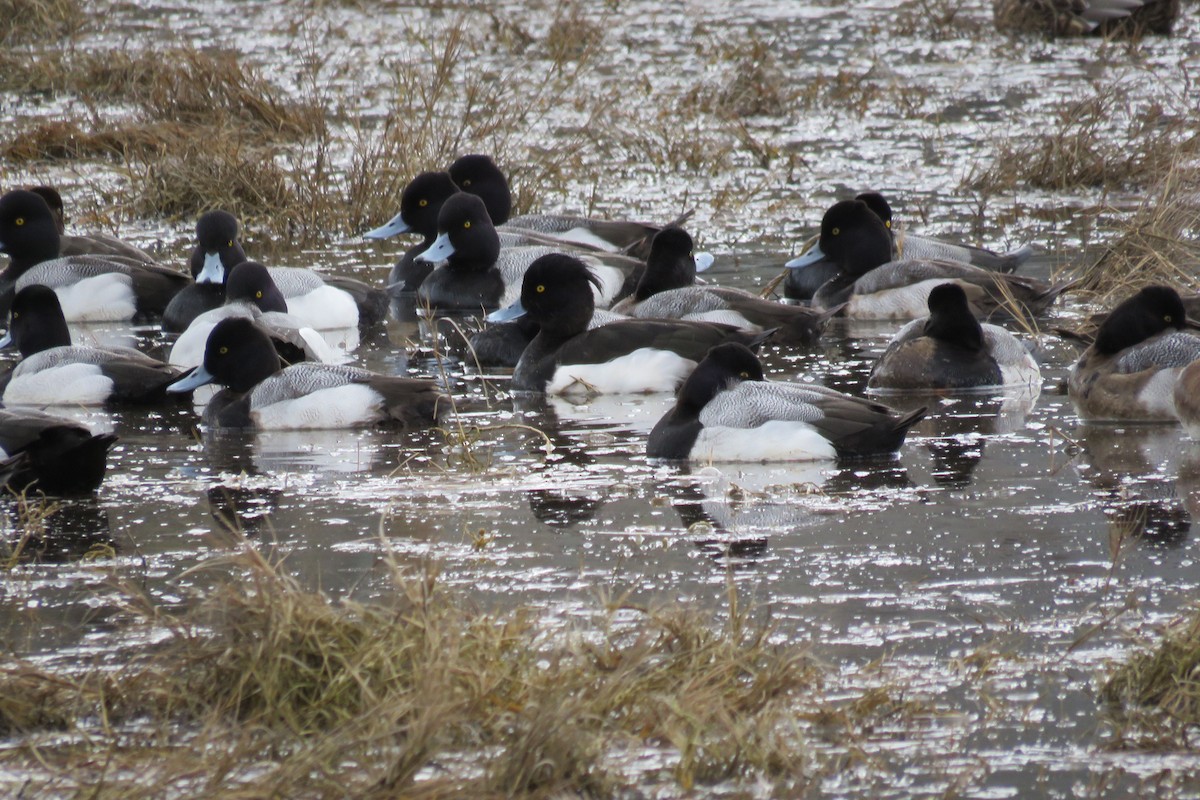 Tufted Duck - ML141694001