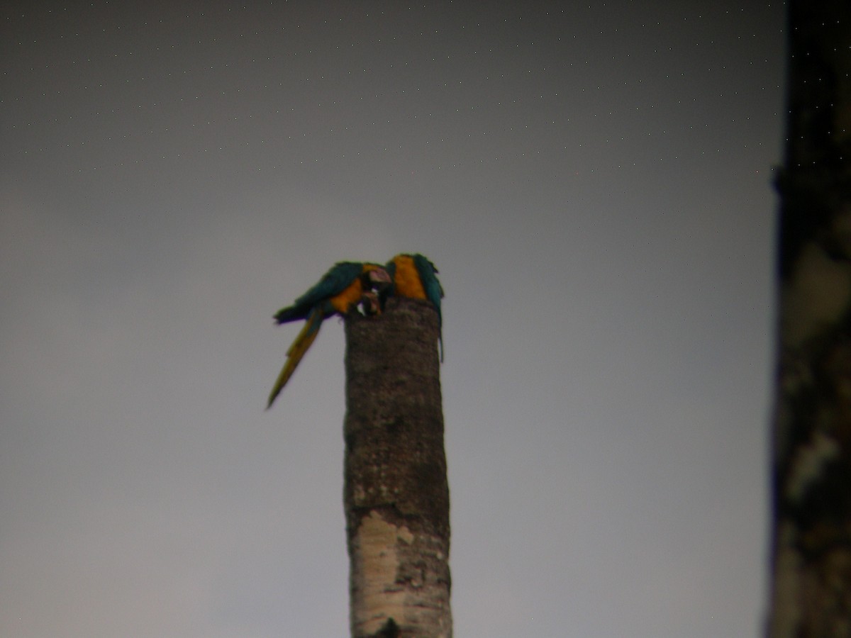 Blue-and-yellow Macaw - Daniel Lebbin