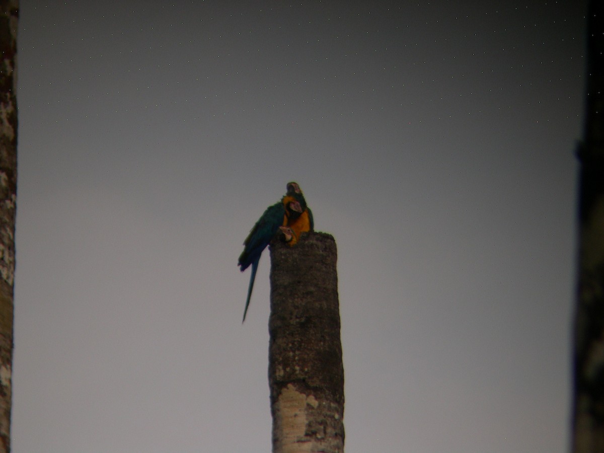 Blue-and-yellow Macaw - Daniel Lebbin