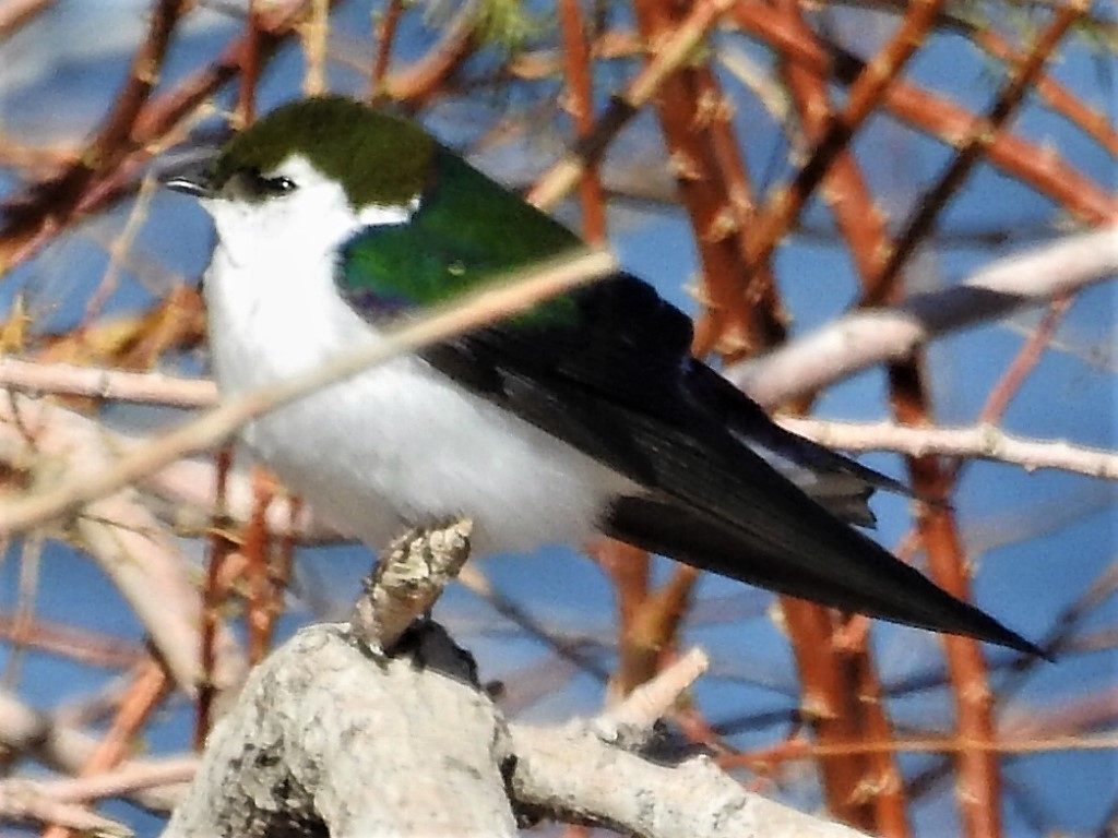 Violet-green Swallow - Roy Lambert