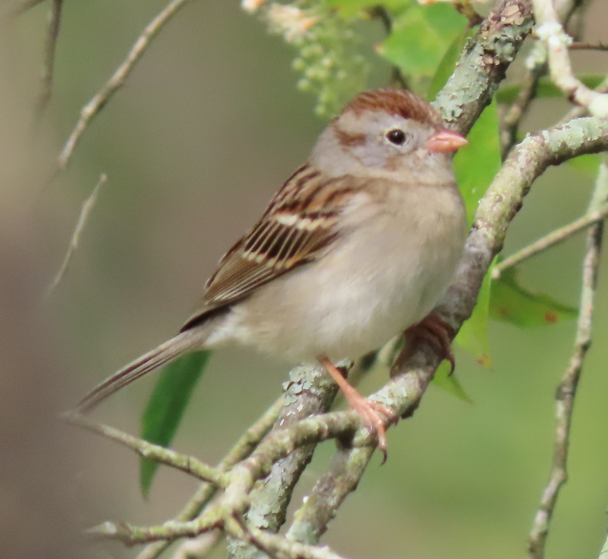 Field Sparrow - Dave Bowman