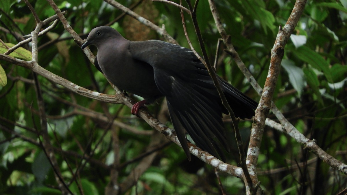 Plumbeous Pigeon - ML141695931