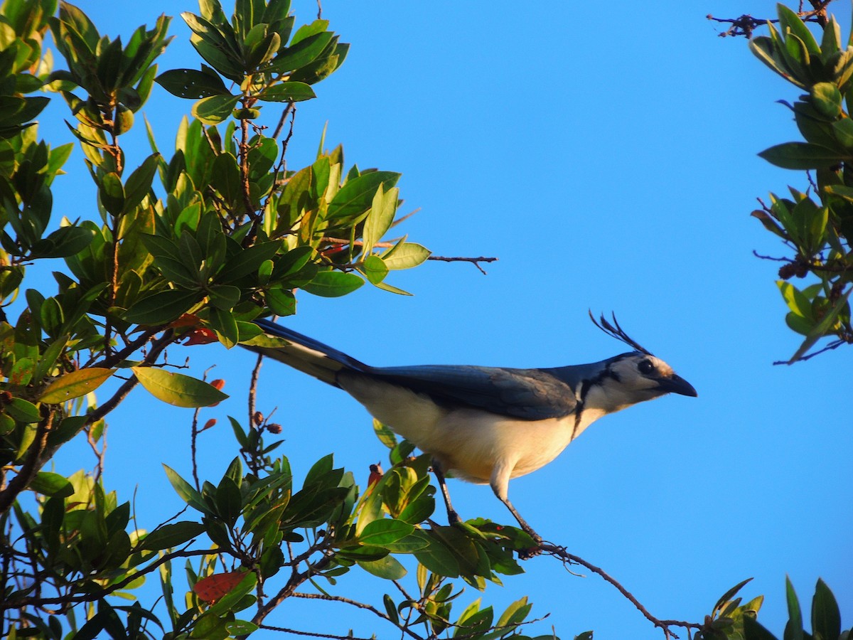 White-throated Magpie-Jay - ML141696171