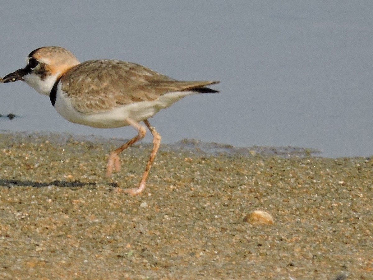 Collared Plover - ML141697721