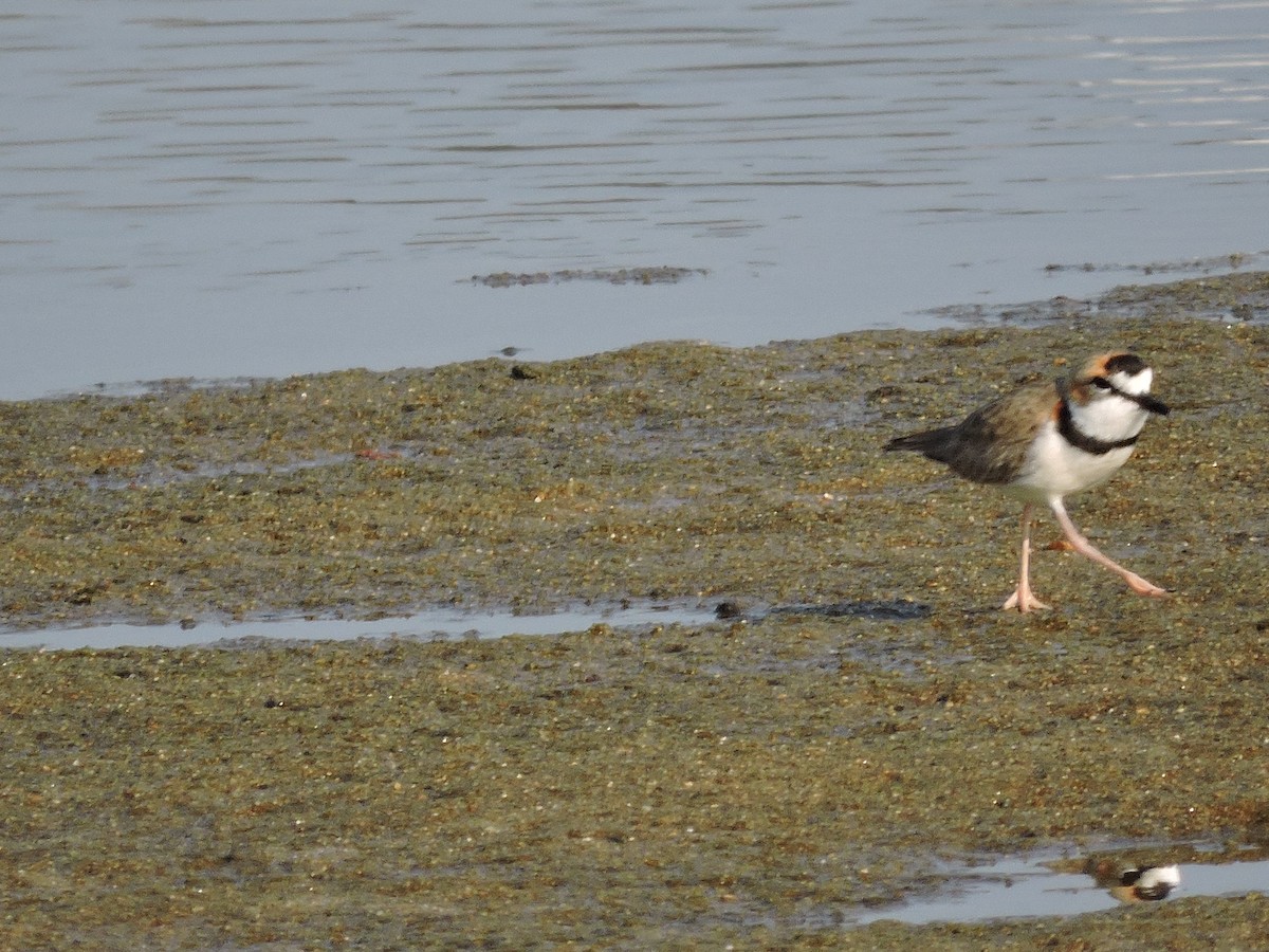 Collared Plover - ML141697741