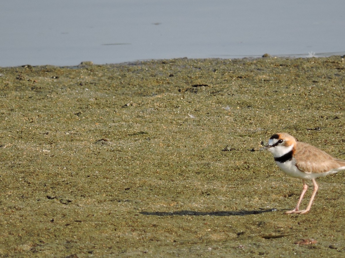 Collared Plover - ML141697771