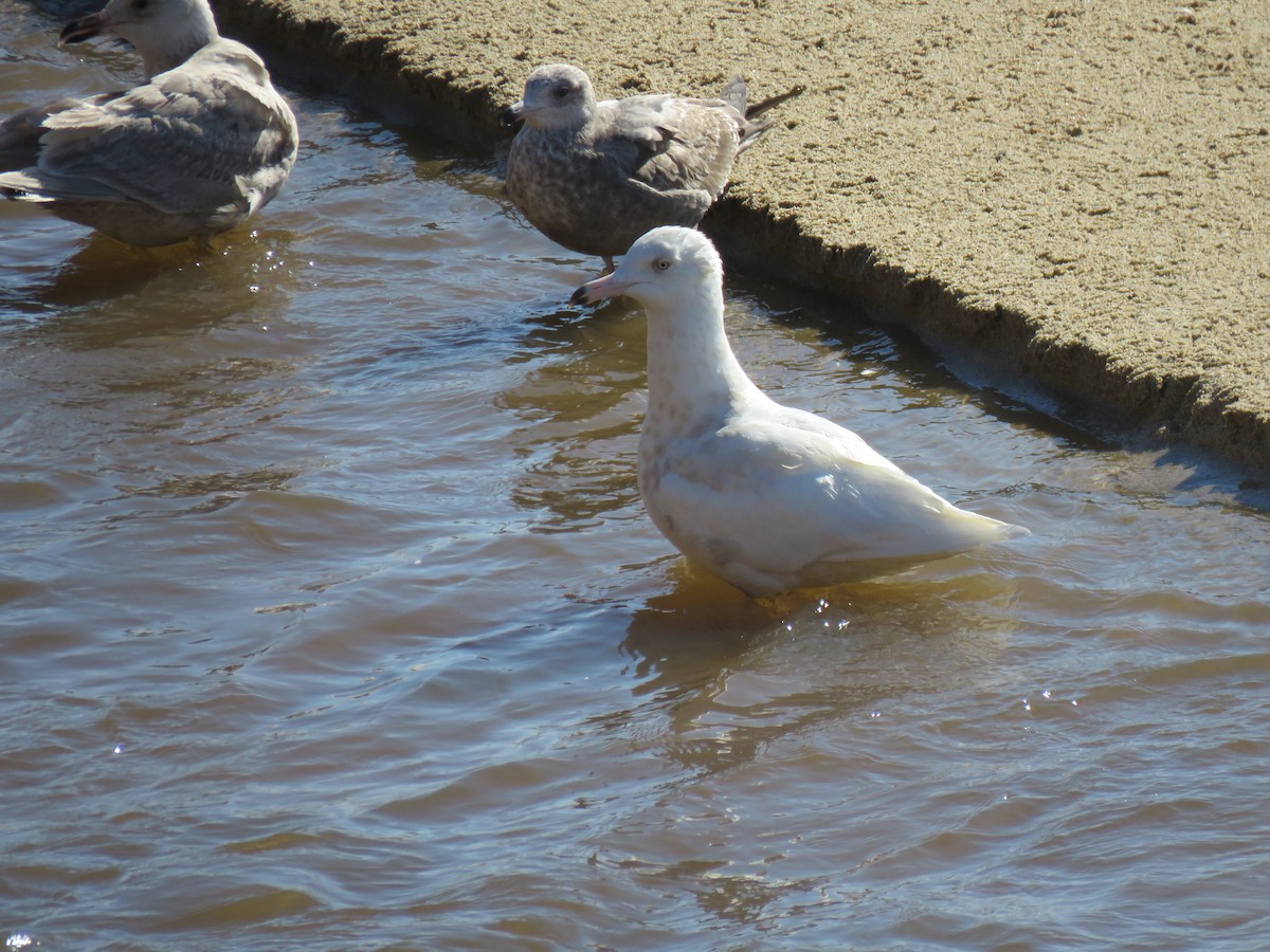 Glaucous Gull - Chris O'Connell