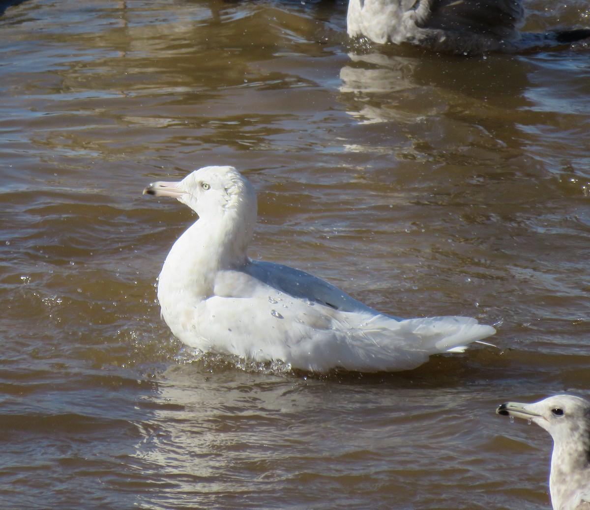 Glaucous Gull - Chris O'Connell