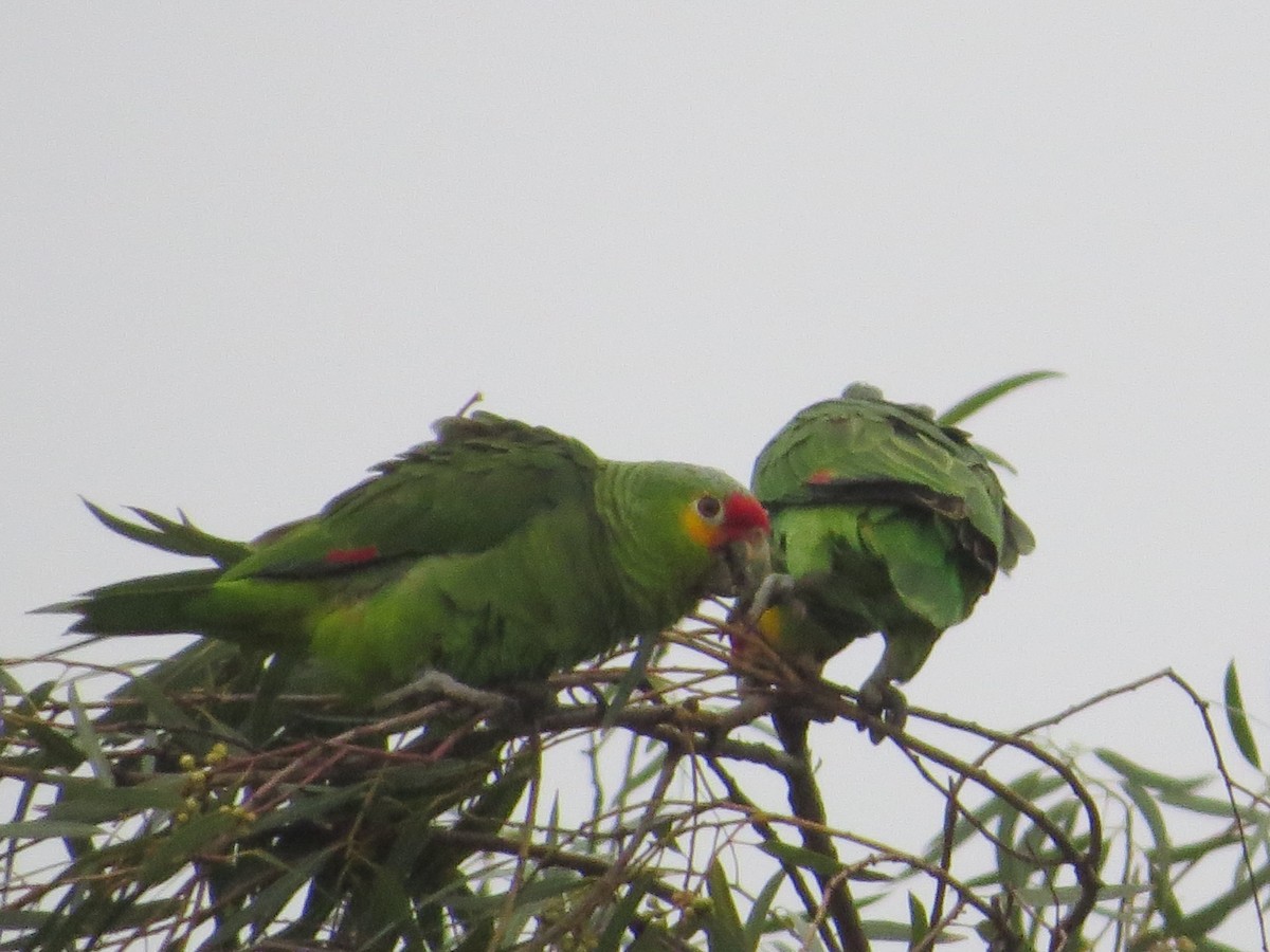 Red-lored Parrot - ML141698511