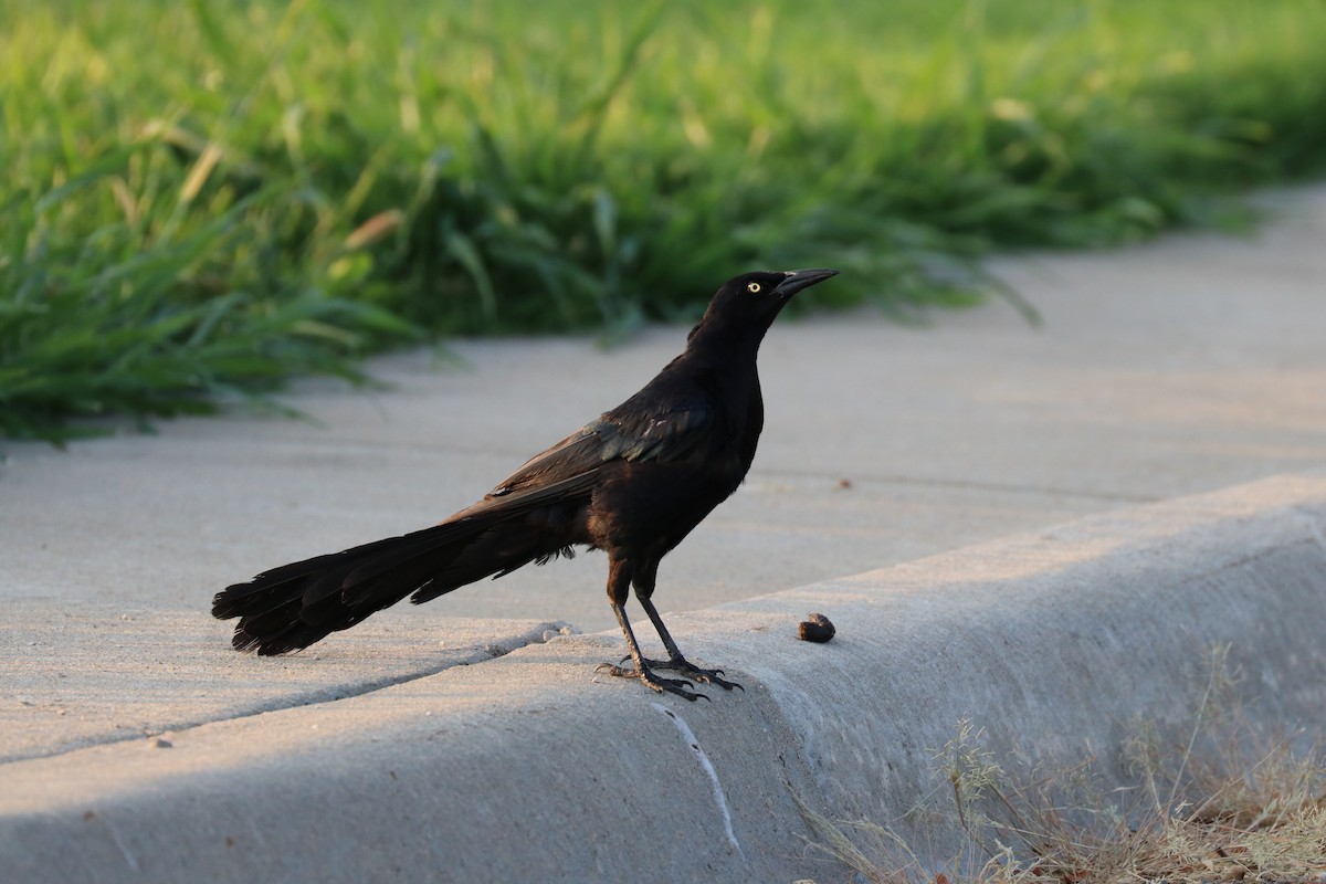 Great-tailed Grackle - K Dean Edwards