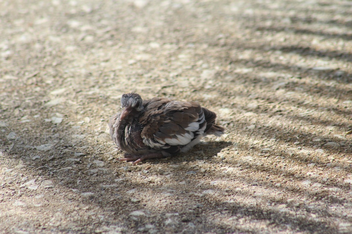 White-winged Dove - CARMEN R. MOJICA ROSARIO