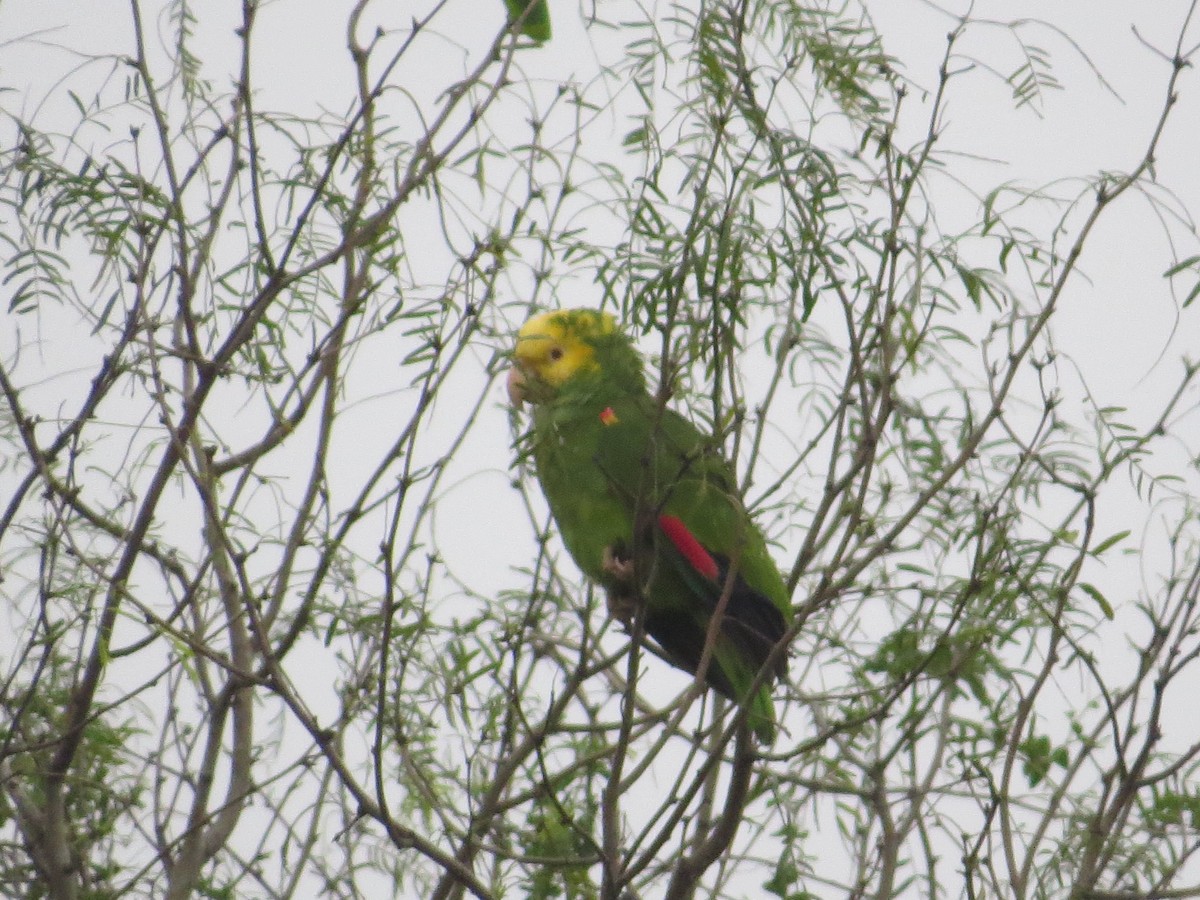 Yellow-headed Parrot - ML141698741