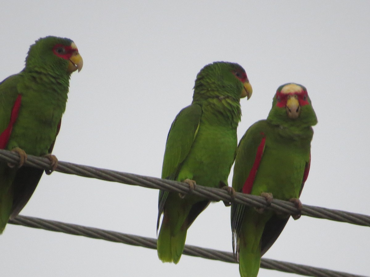 White-fronted Parrot - ML141698911