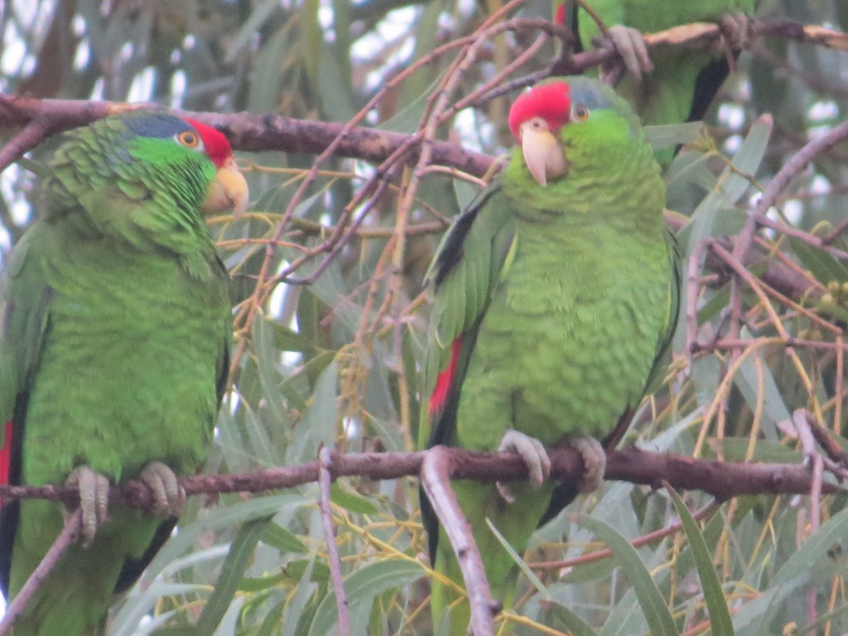 Red-crowned Parrot - ML141699071
