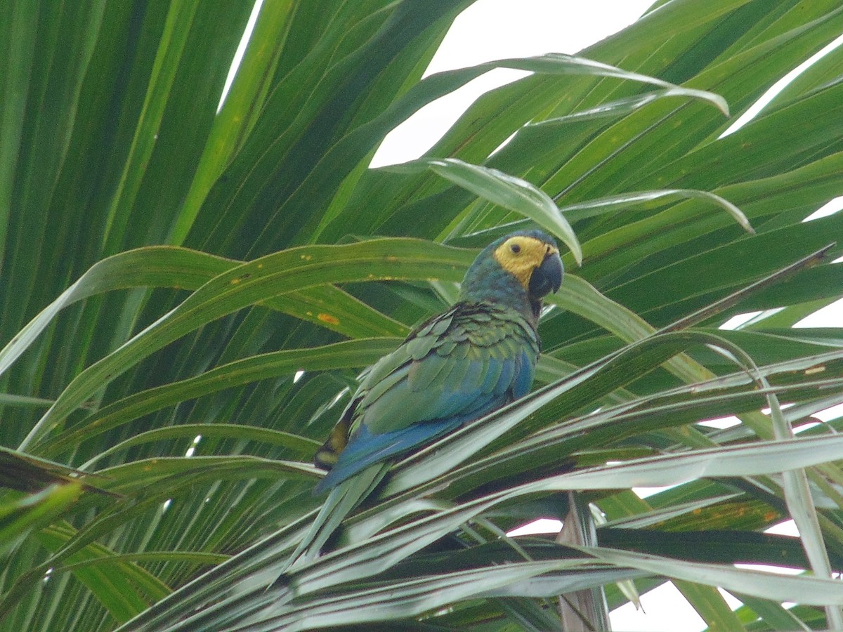 Red-bellied Macaw - Daniela  Orozco Romero