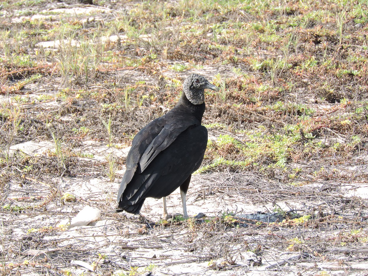 Black Vulture - ML141699411