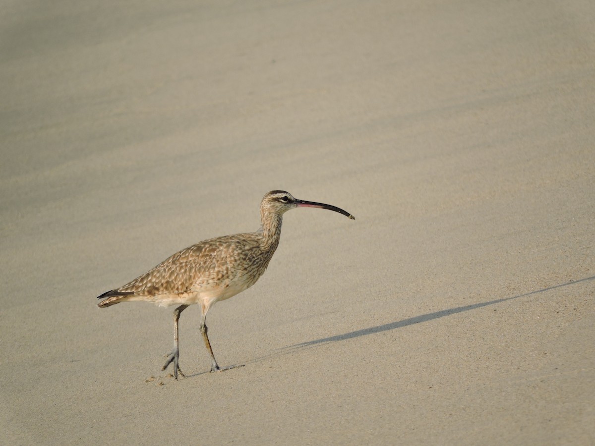 Whimbrel - pierre geoffray