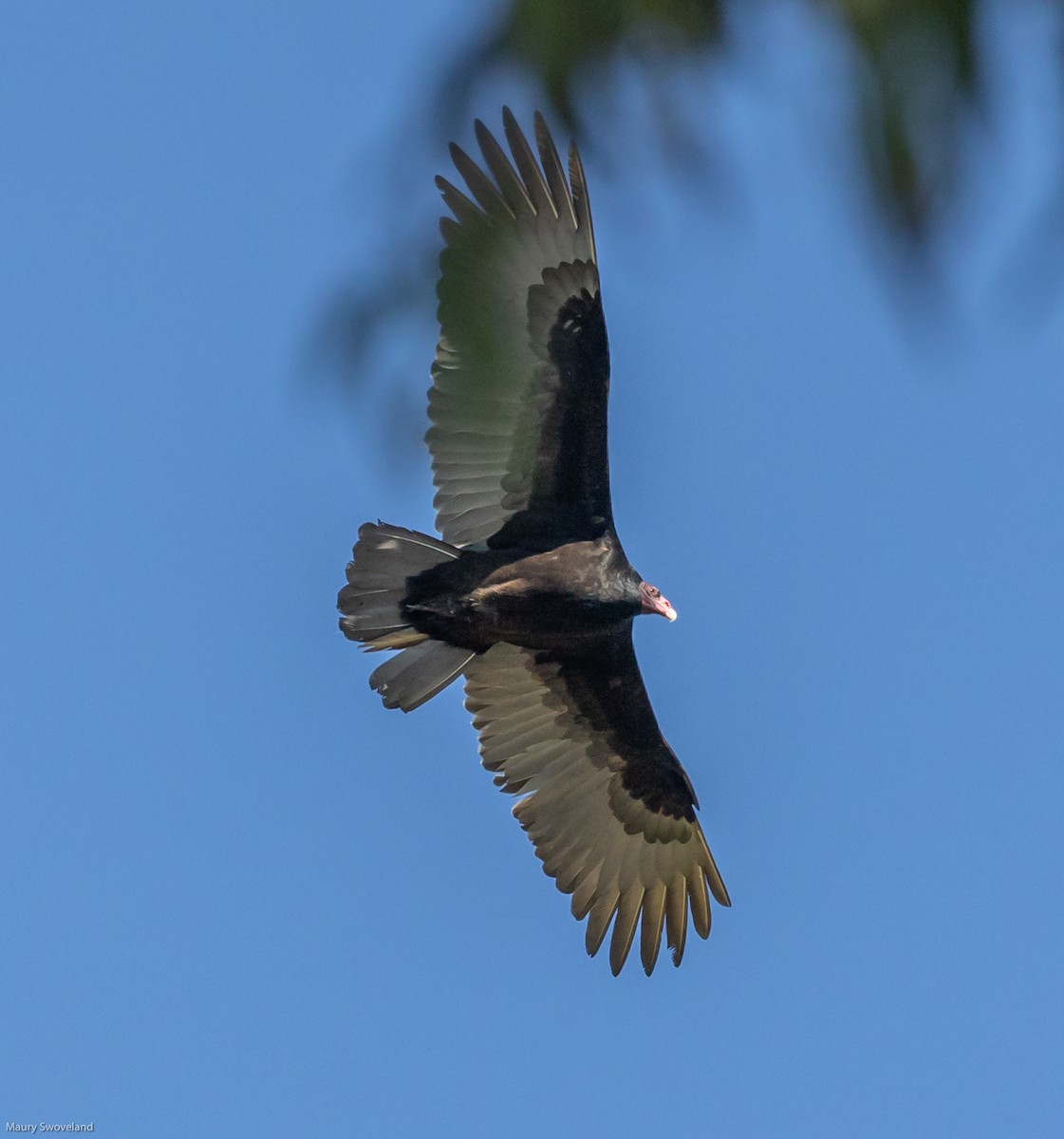 Turkey Vulture - Maury Swoveland