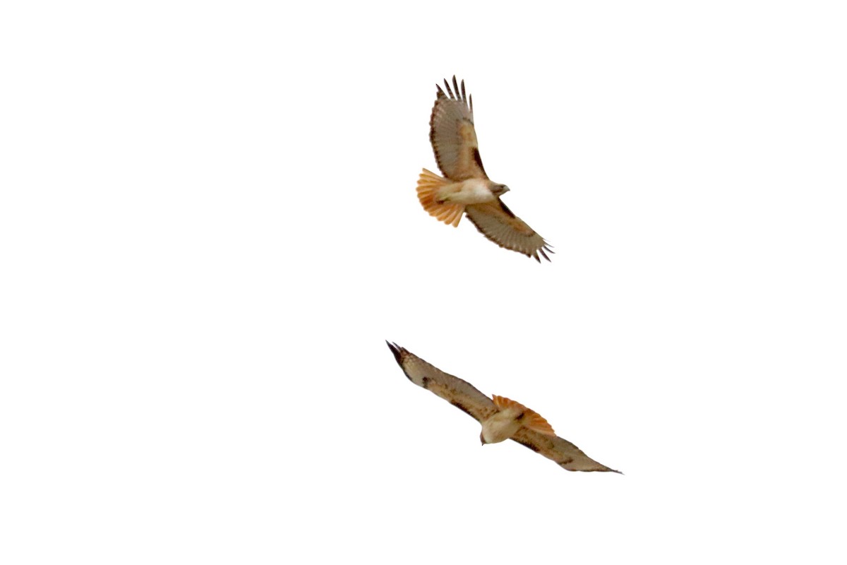 Red-tailed Hawk - Robbin Mallett