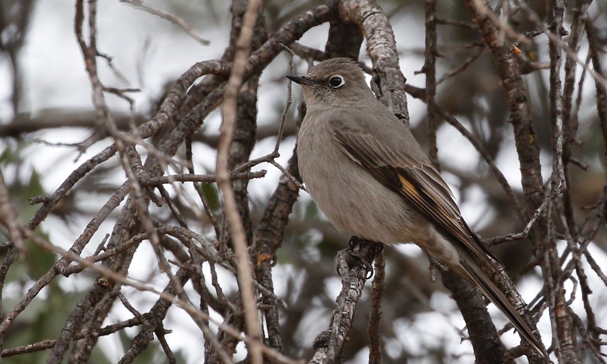 Townsend's Solitaire - ML141702031