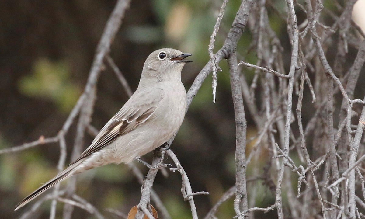 Townsend's Solitaire - ML141702121