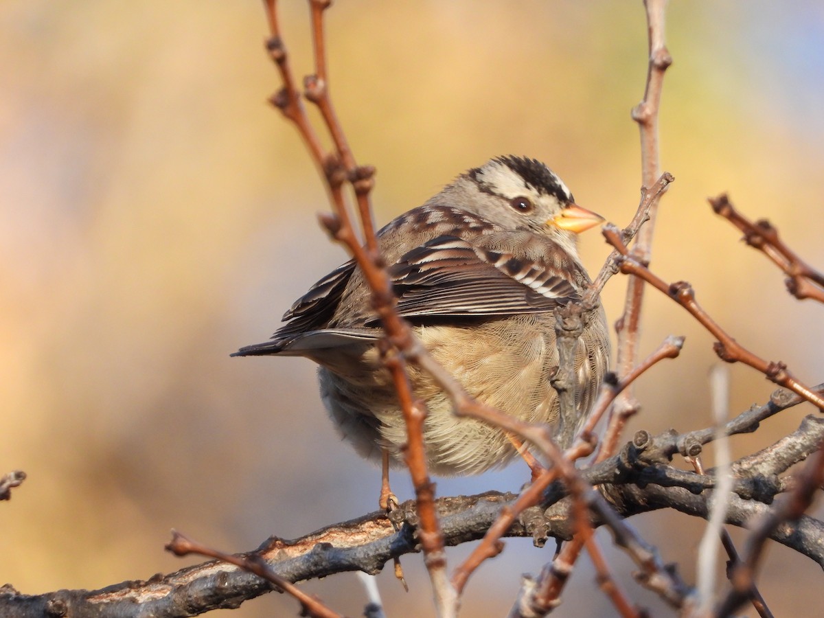 White-crowned Sparrow - Jon Tveten