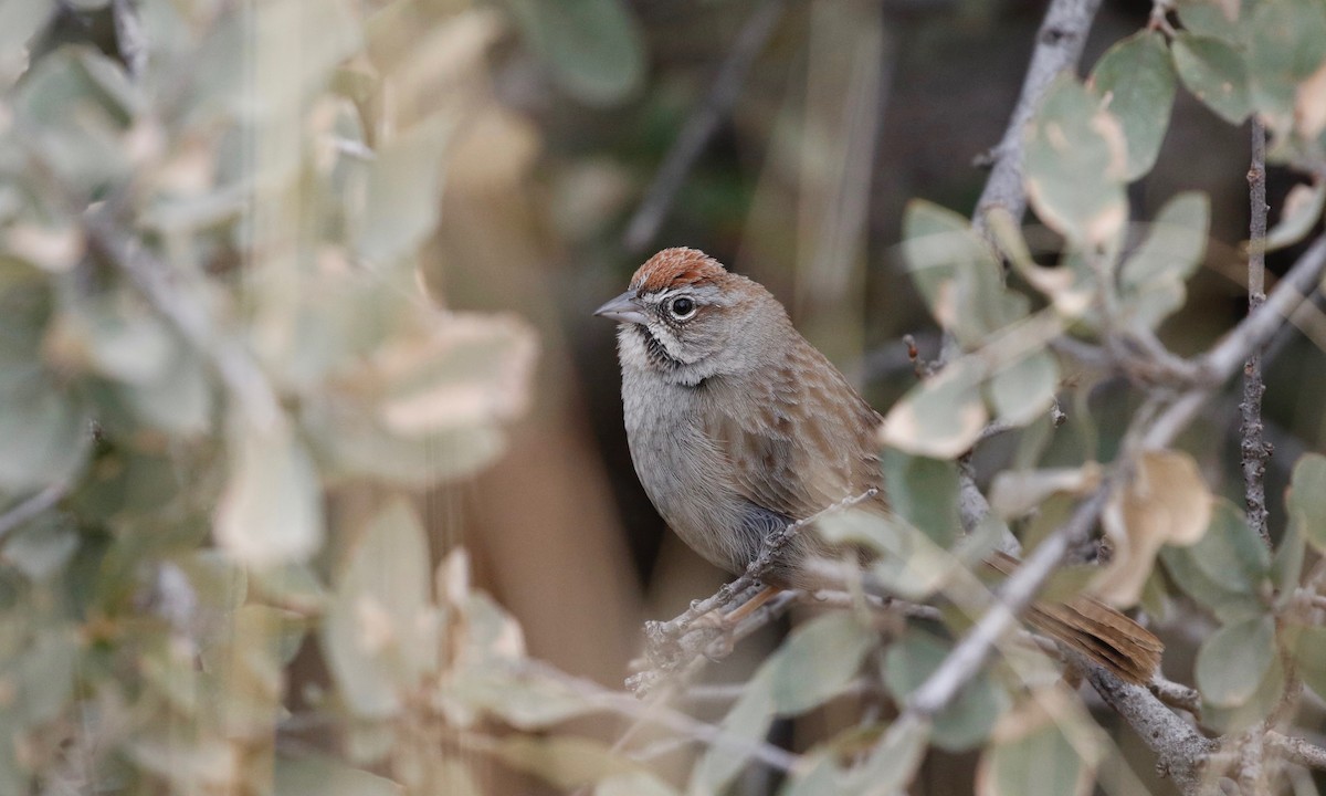 Rufous-crowned Sparrow - Sandi Templeton