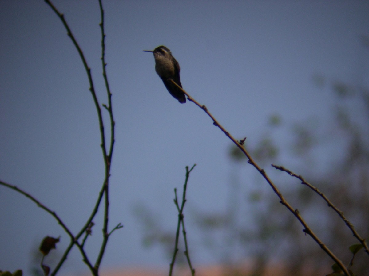 Speckled Hummingbird - Daniel Lebbin