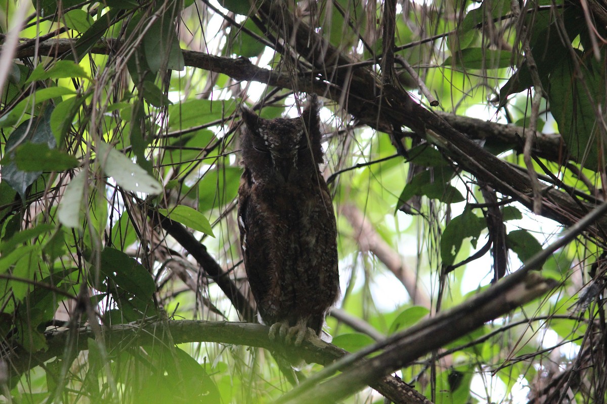 Madagascar Scops-Owl (Rainforest) - Sean Arbuthnot