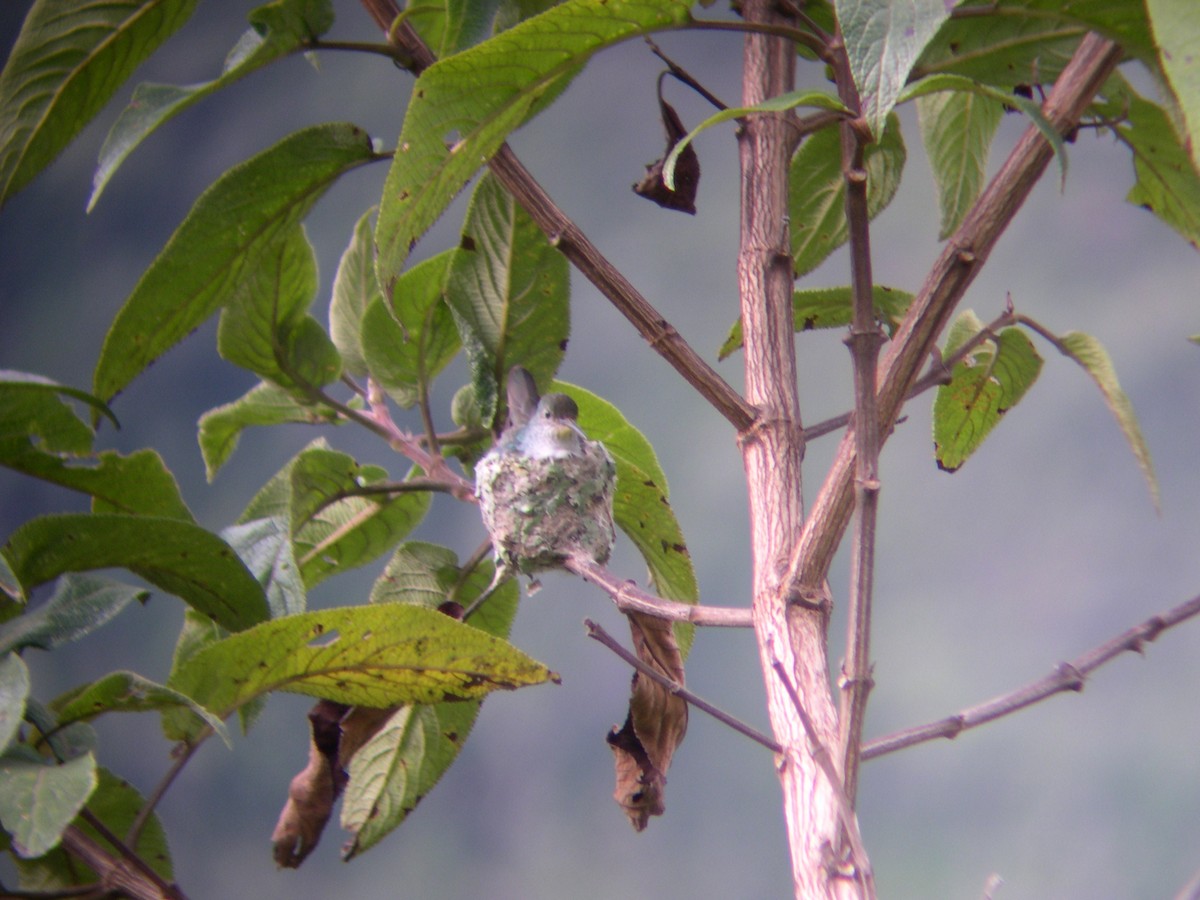 Green-and-white Hummingbird - Daniel Lebbin