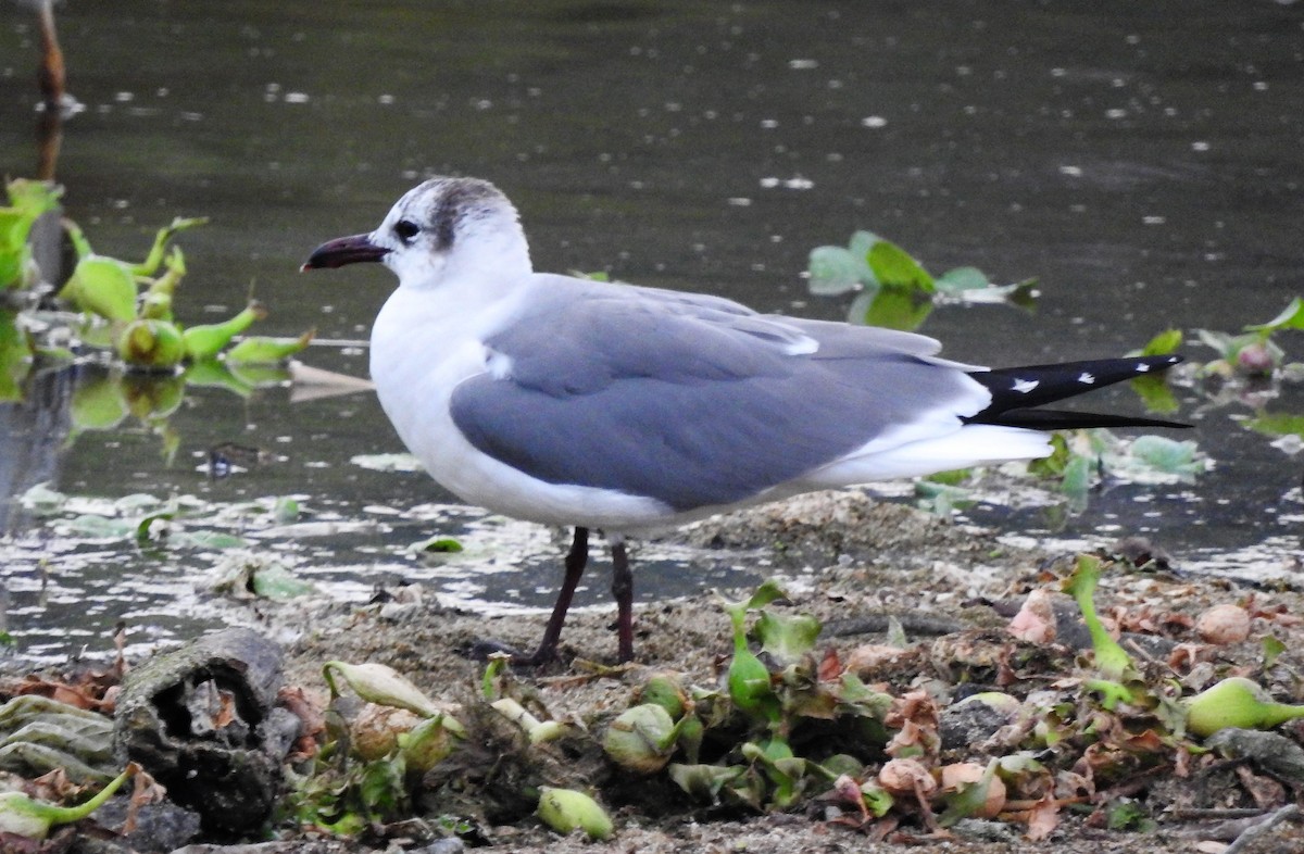 Laughing Gull - Luis  Morales