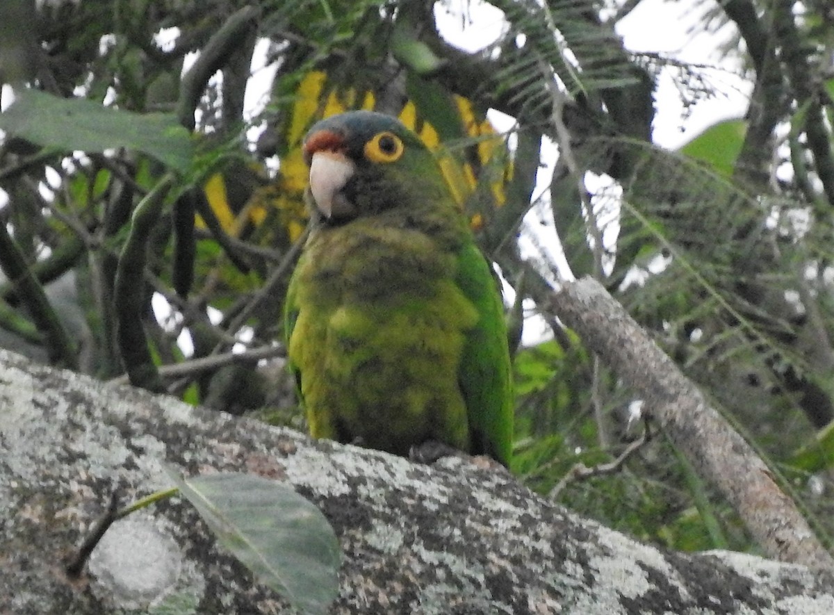Orange-fronted Parakeet - Luis  Morales