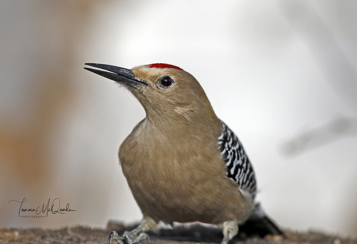Gila Woodpecker - ML141706921