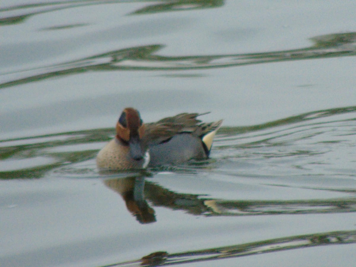 Green-winged Teal - ML141707061