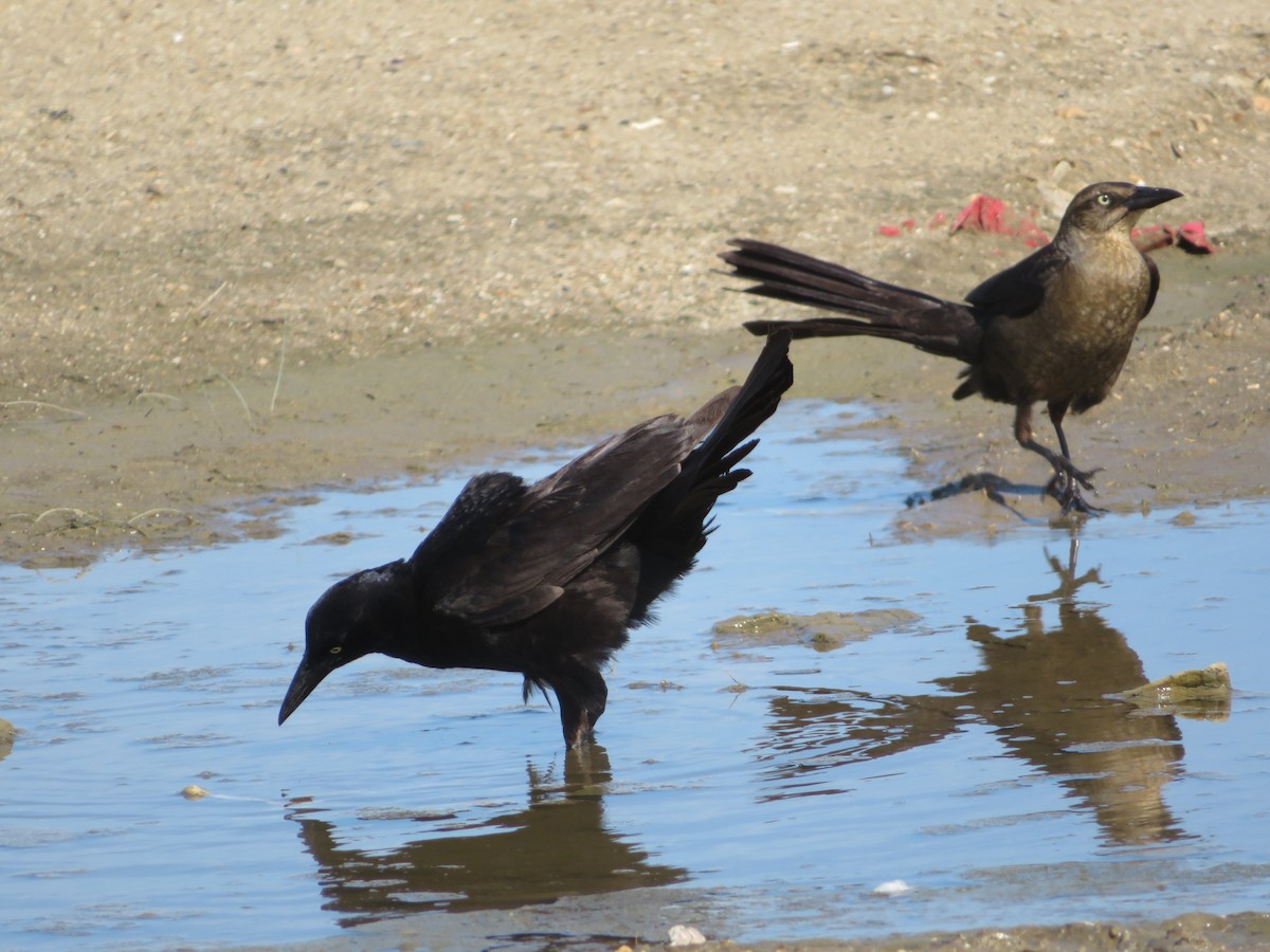 Boat-tailed Grackle - Ursula  Mitra
