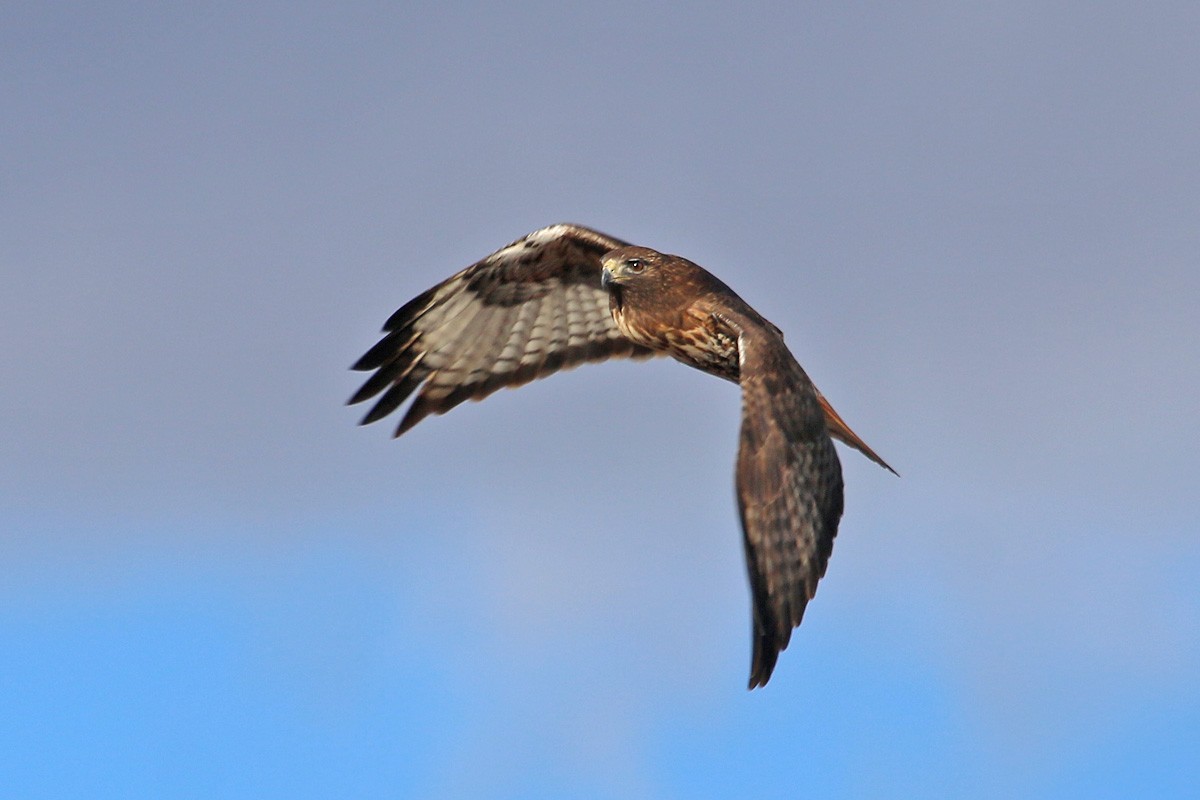 Red-tailed Hawk - Richard Fray