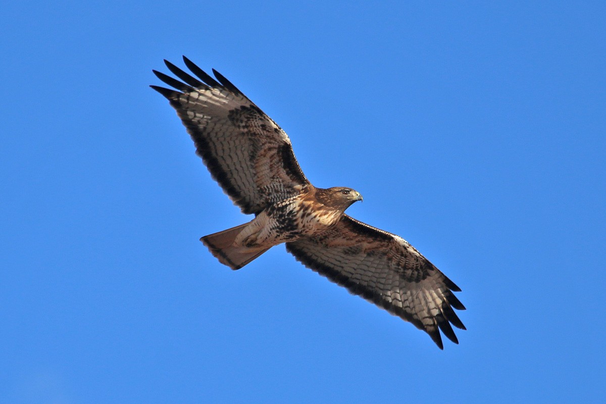 Red-tailed Hawk - ML141707701