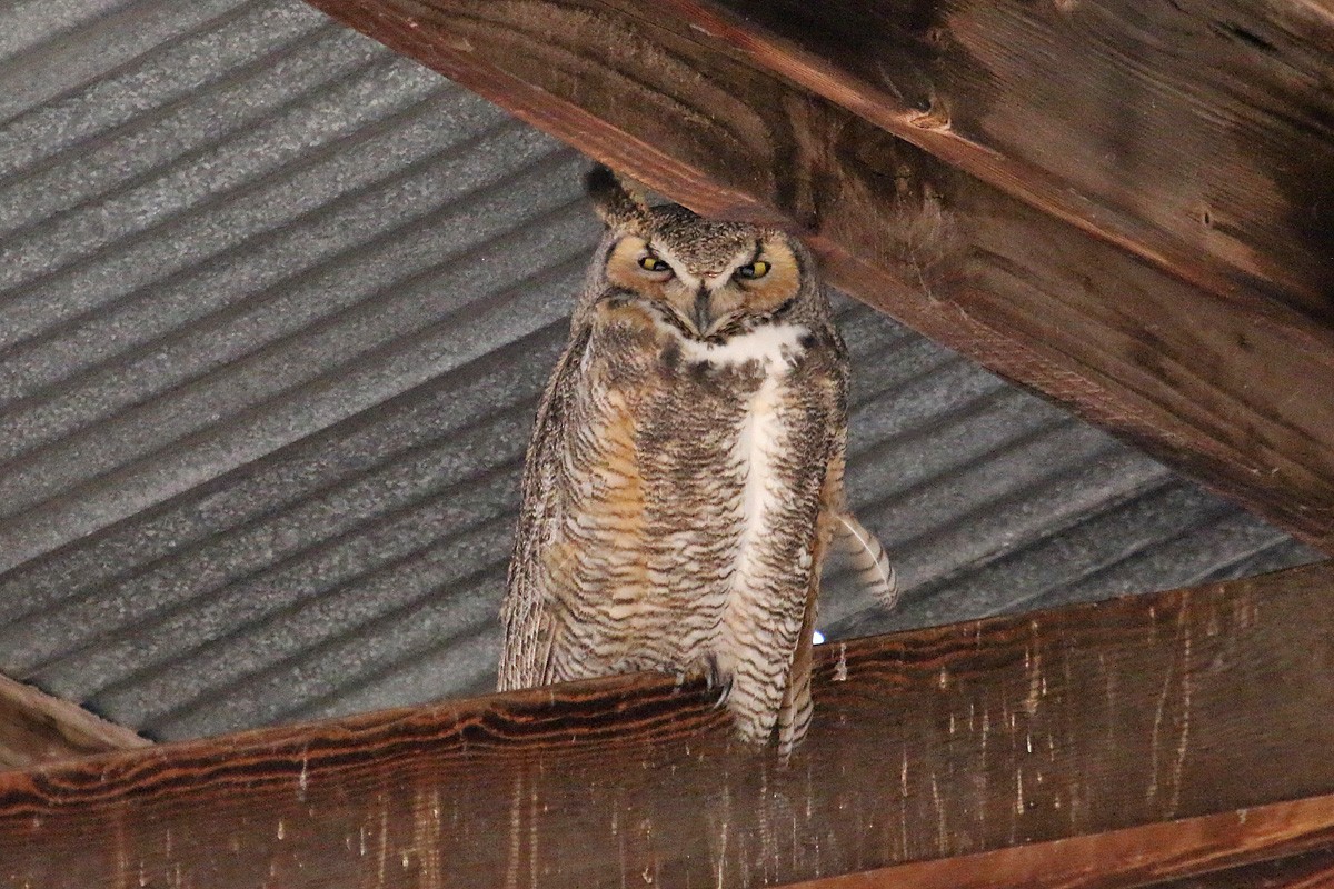 Great Horned Owl - ML141708051
