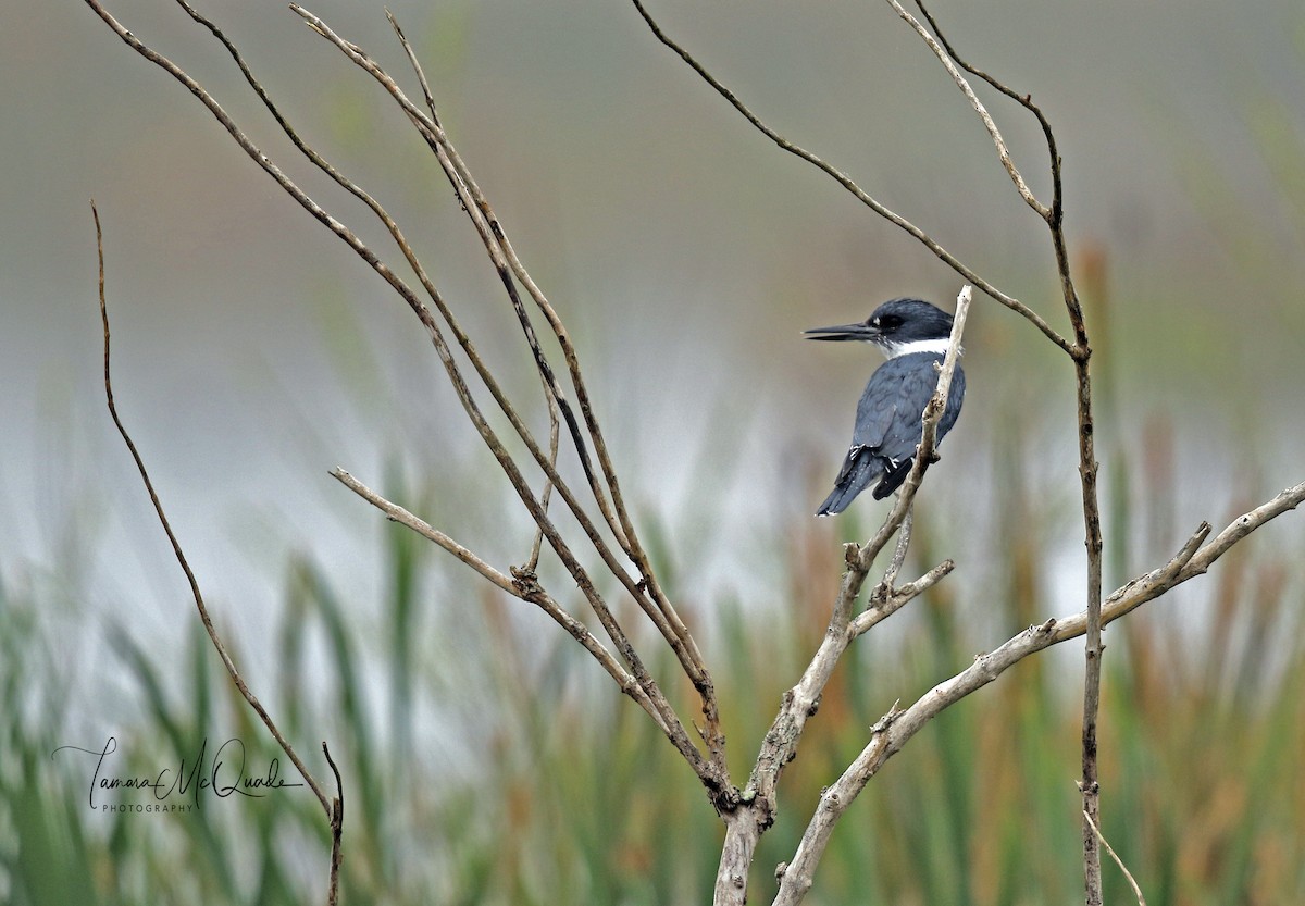 Belted Kingfisher - Tammy McQuade
