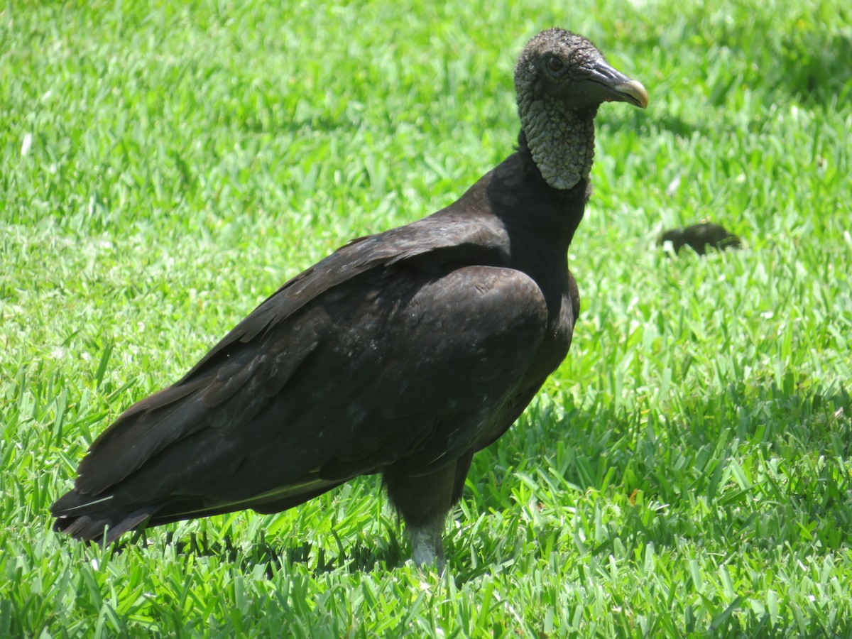 Black Vulture - Ursula  Mitra
