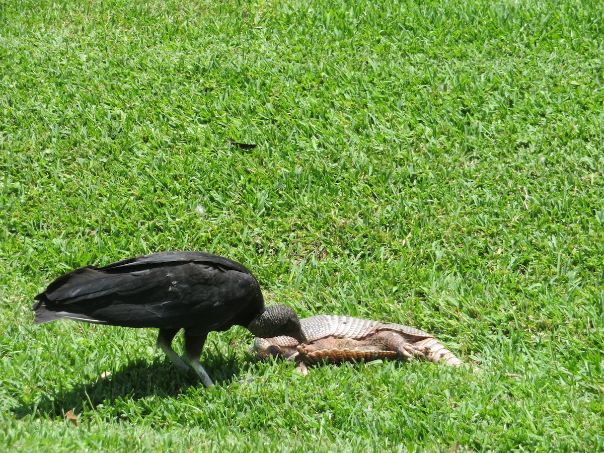 Black Vulture - Ursula  Mitra