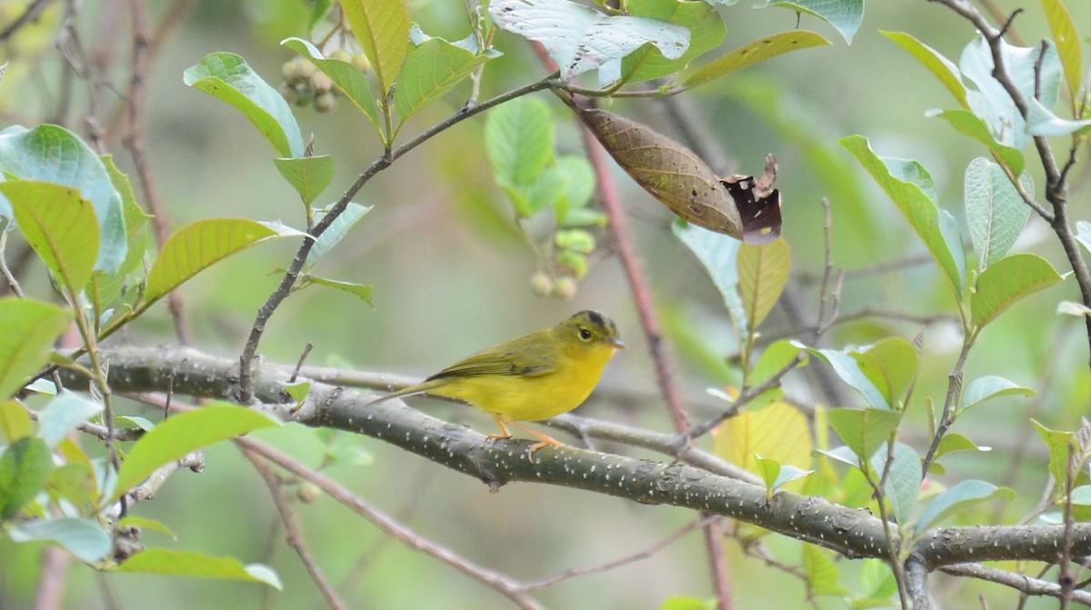 Green-crowned Warbler - Dipankar Roy