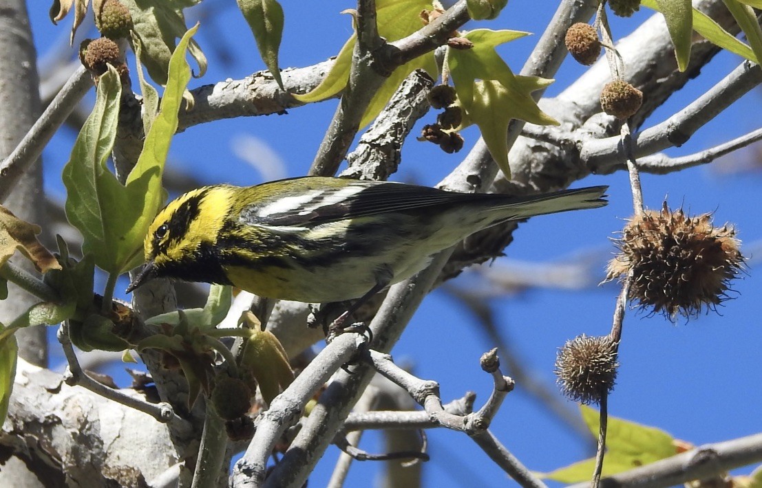 Townsend's Warbler - Mike Coulson