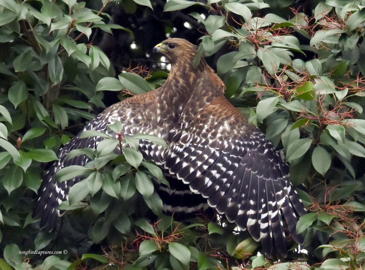 Red-shouldered Hawk - Candace Casey