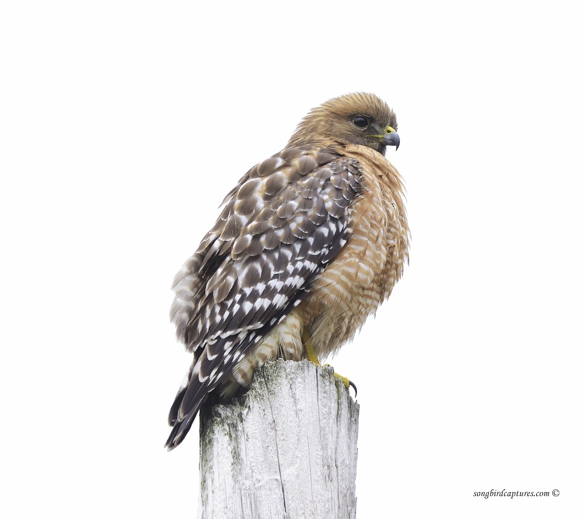 Red-shouldered Hawk - Candace Casey