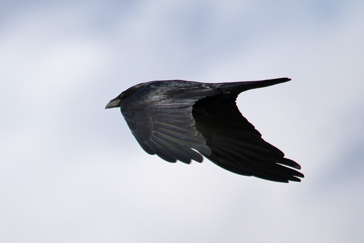 Chihuahuan Raven - ML141709441